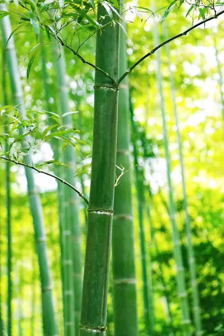 分享小知识，为什么竹子是空心的？