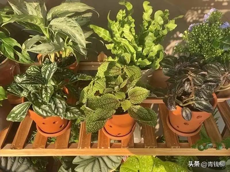 冷水花为什么不长？阳台易养花卉冷水花栽培经验