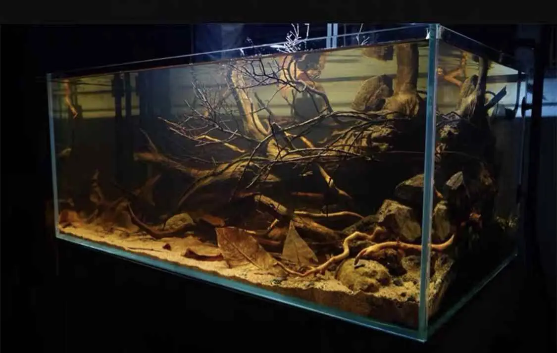 鱼缸为什么水黄黄的？鱼缸黄水怎样解决