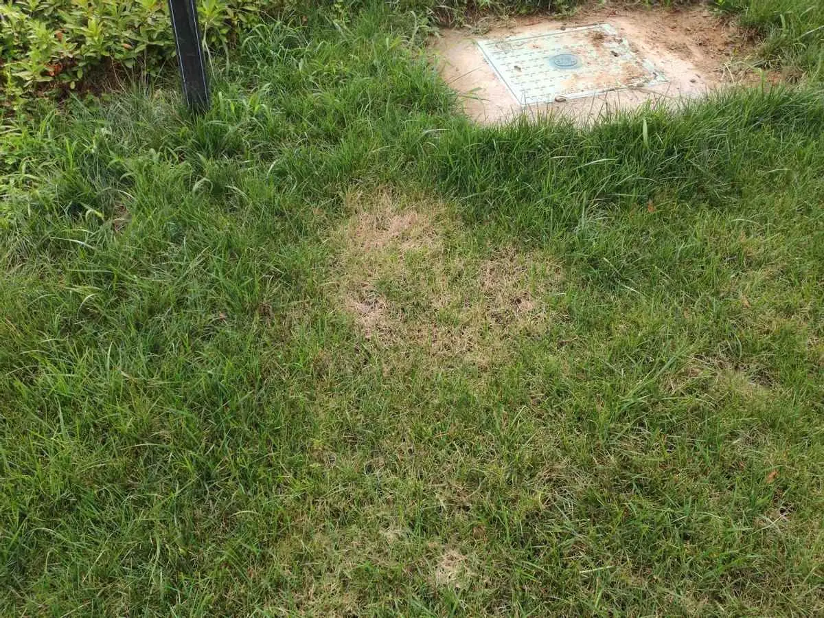 草为什么会枯萎？“草坪癌症”----腐霉枯萎病的防治