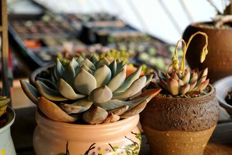 多肉为什么干了开始长花？多肉开花怎么办？