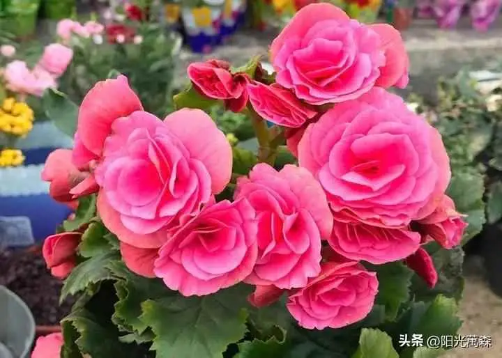 木本花卉分为什么？认识木本16种海棠花名称