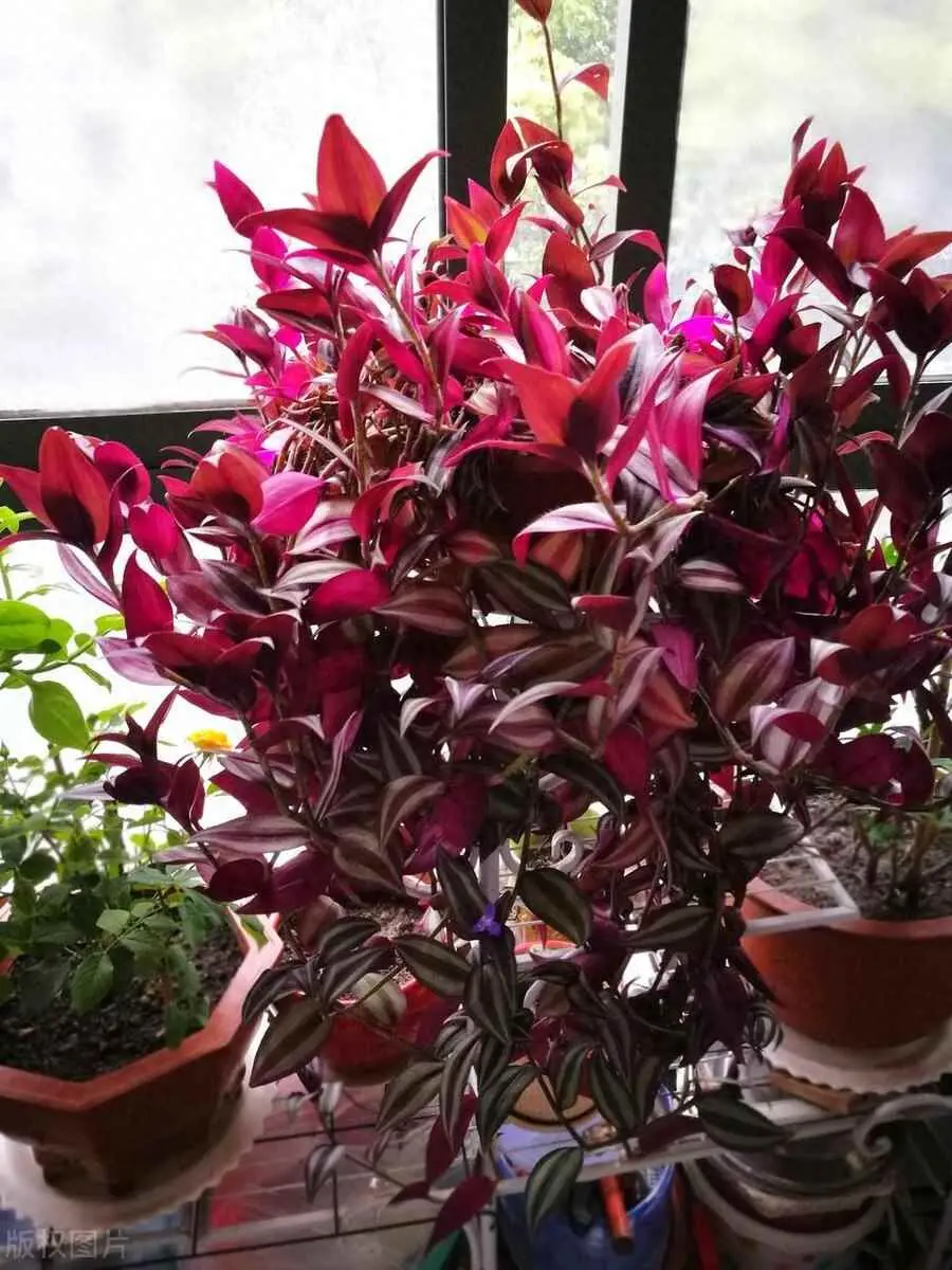 吊竹梅为什么长得快？盆栽吊竹梅的养殖方法