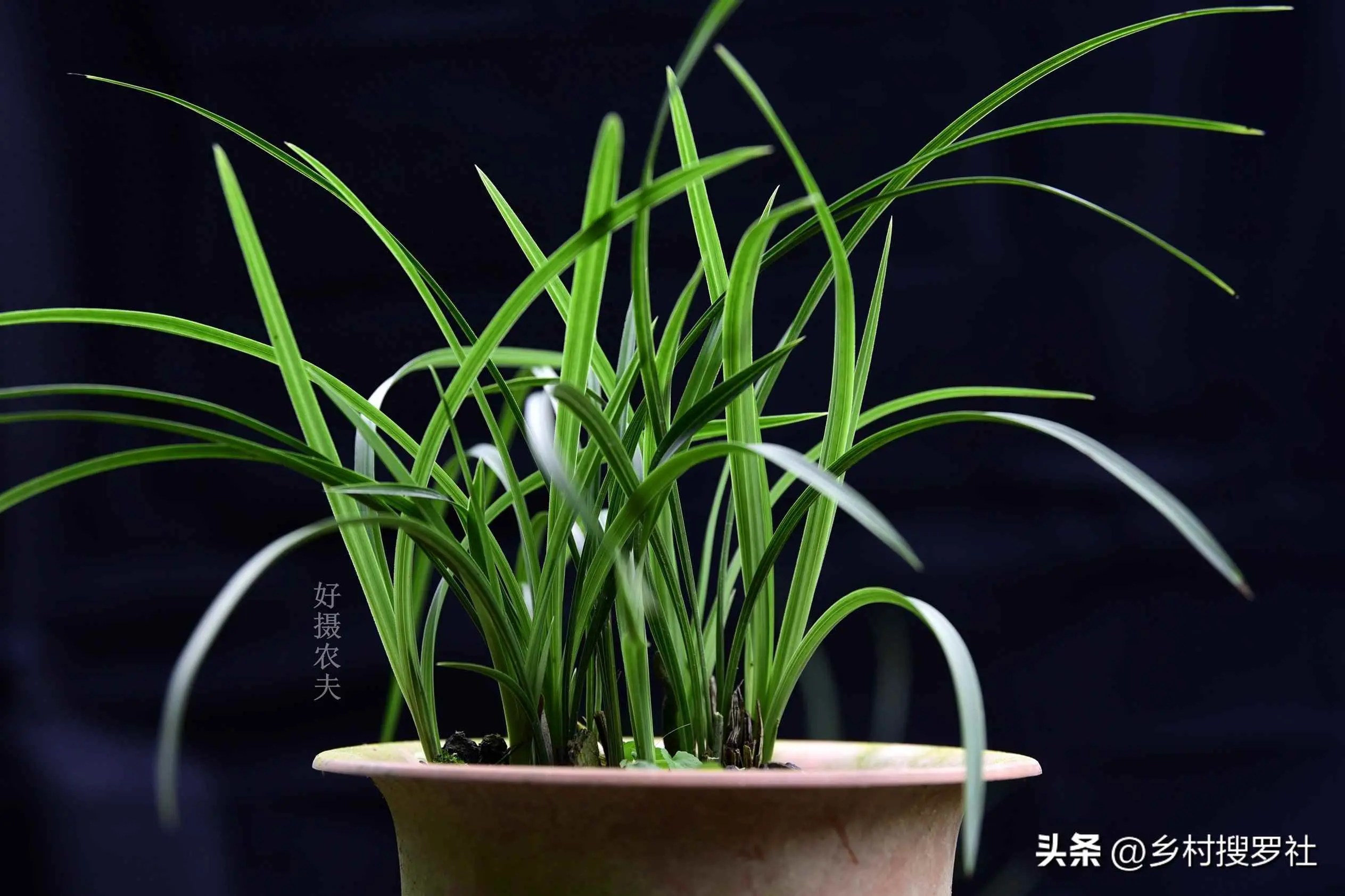 兰草为什么会干叶？兰花叶尖常常干枯怎么办？