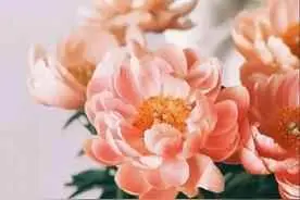 芍药花蕾为什么干了？芍药花的养殖方法及注意事项