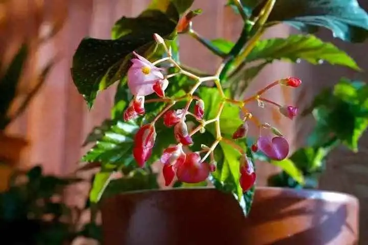 竹节海棠为什么枯萎？竹节海棠施什么肥料最合适？