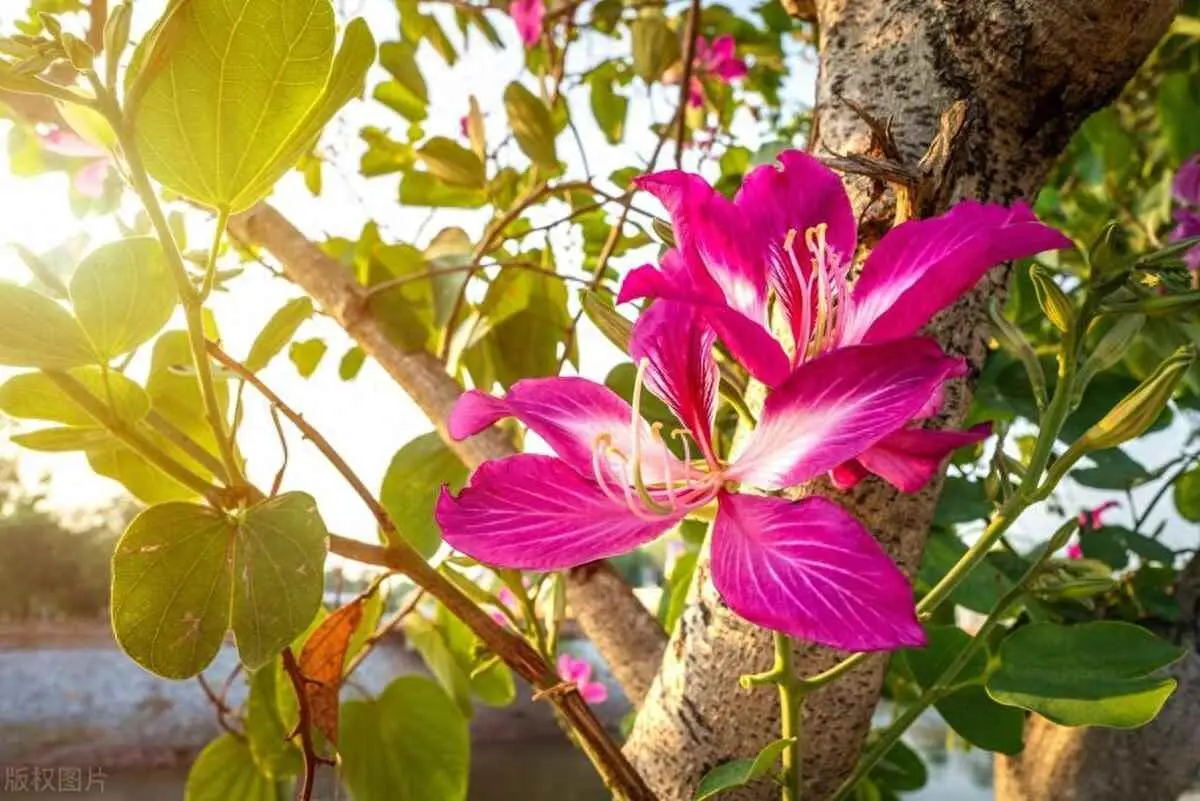 为什么洋紫荆也可以叫紫荆花？东方之珠|紫荆花