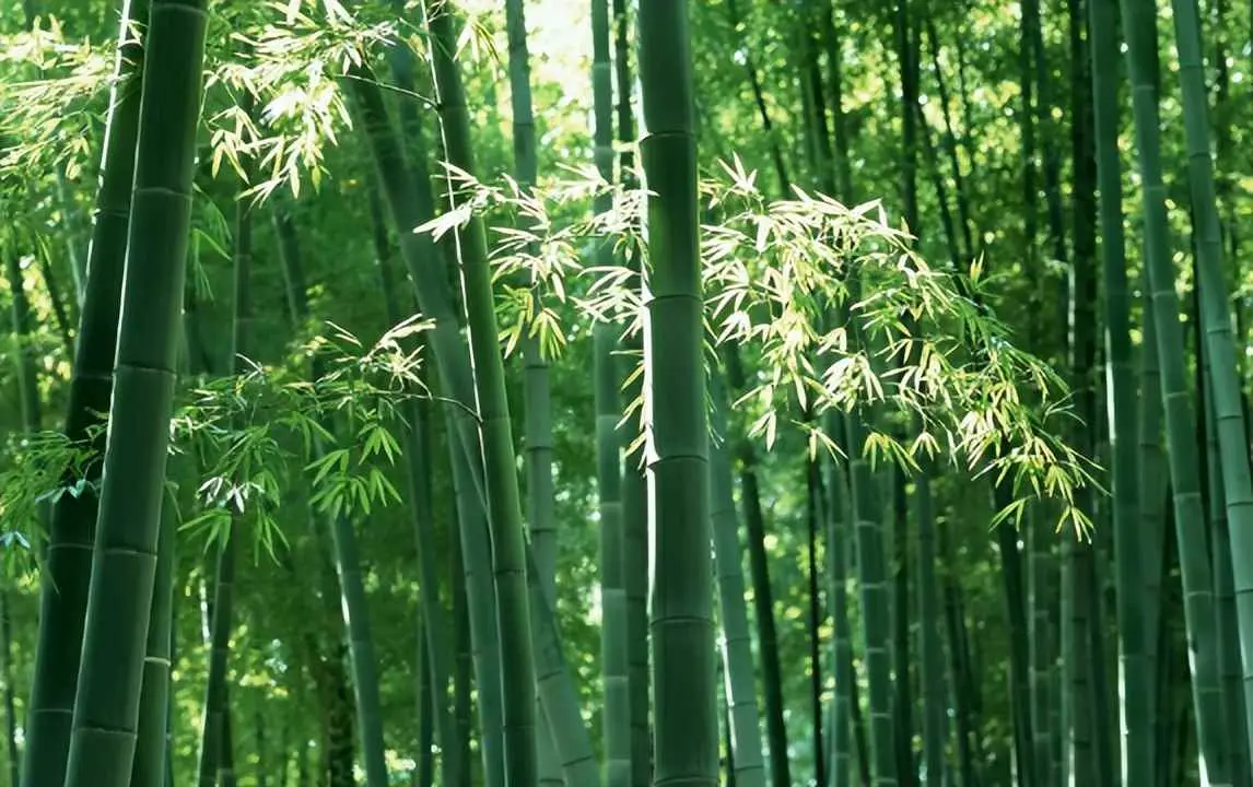 院子为什么不能种竹子？为何门前不能种竹子？