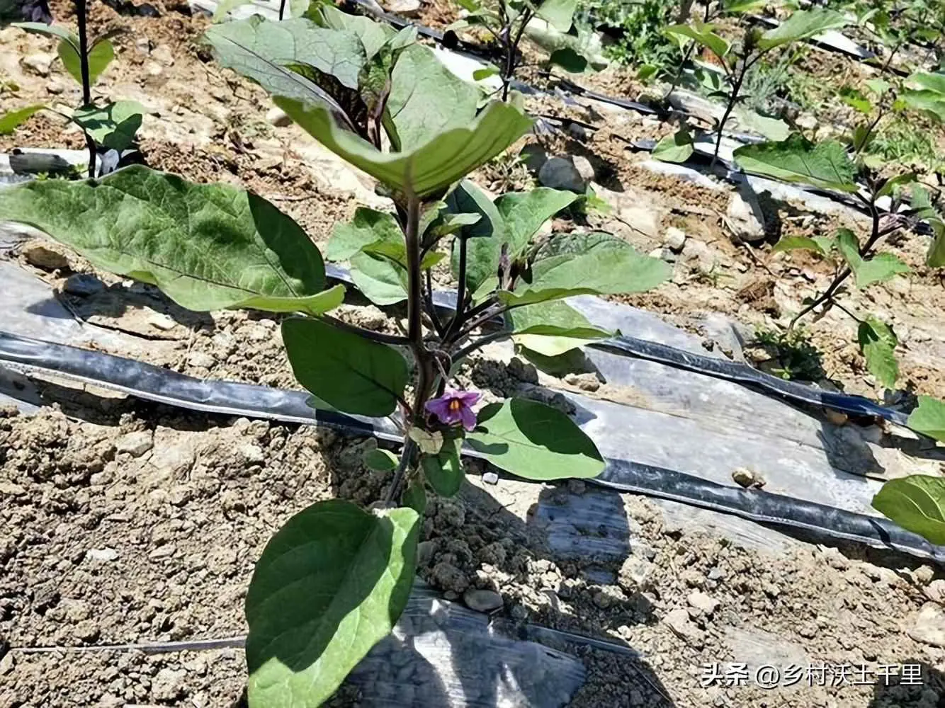 茄子为什么开花不结果怎么回事？茄子开花不结果怎么办？以下5点很重要