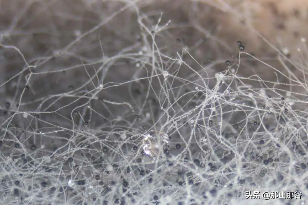 霉菌为什么有害？哪些霉菌对我的健康危害最大？