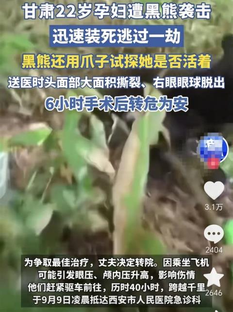 甘肃22岁孕妇遭黑熊袭击 通过装死脱险！为什么熊会放过她