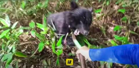 甘肃22岁孕妇遭黑熊袭击 通过装死脱险！为什么熊会放过她(图5)