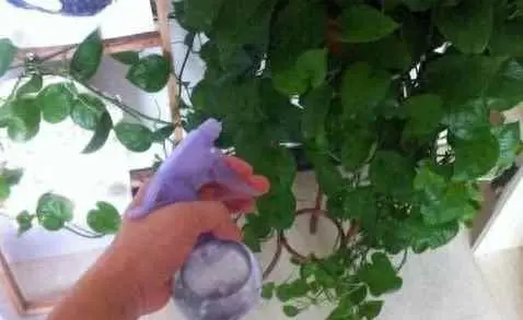为什么绿萝叶子上有洞？养绿萝别再光浇水了