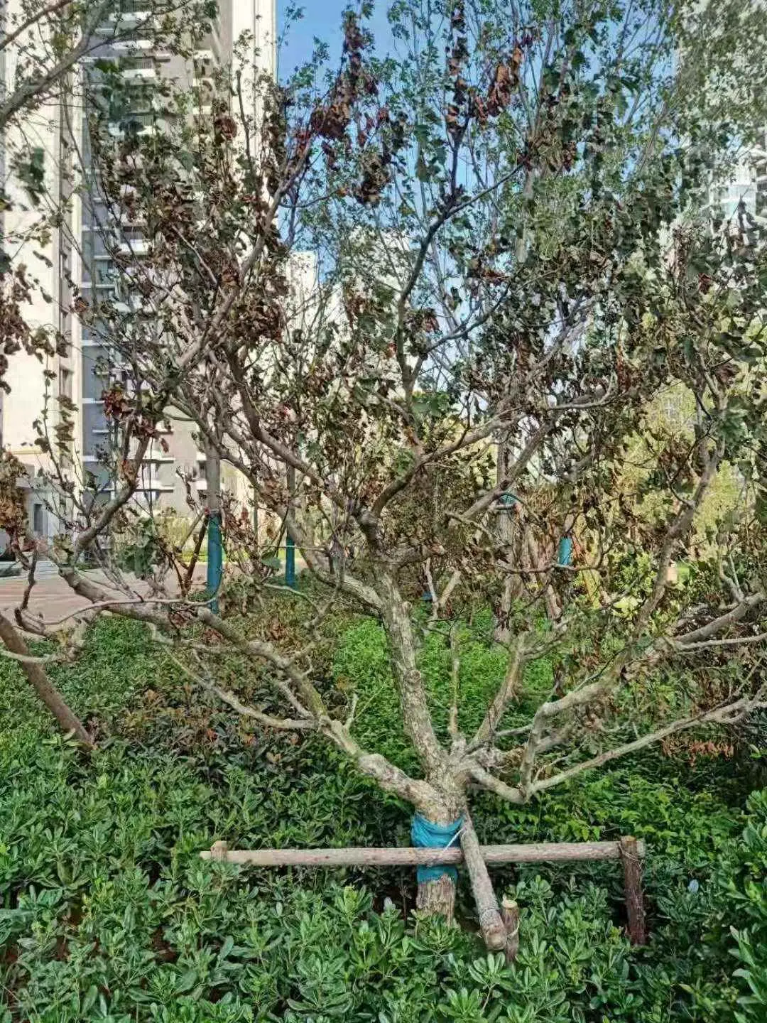 花叶为什么枯萎（植物叶片萎蔫原因分析及应对方式