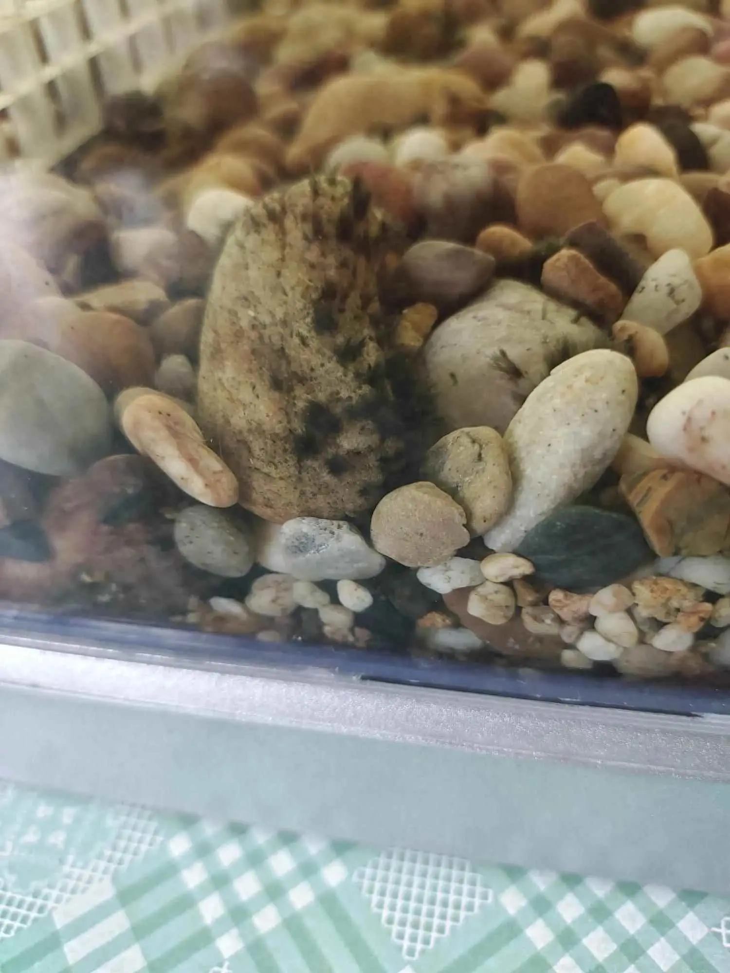 鱼缸为什么会有黑藻？鱼缸黑毛藻到底是什么？