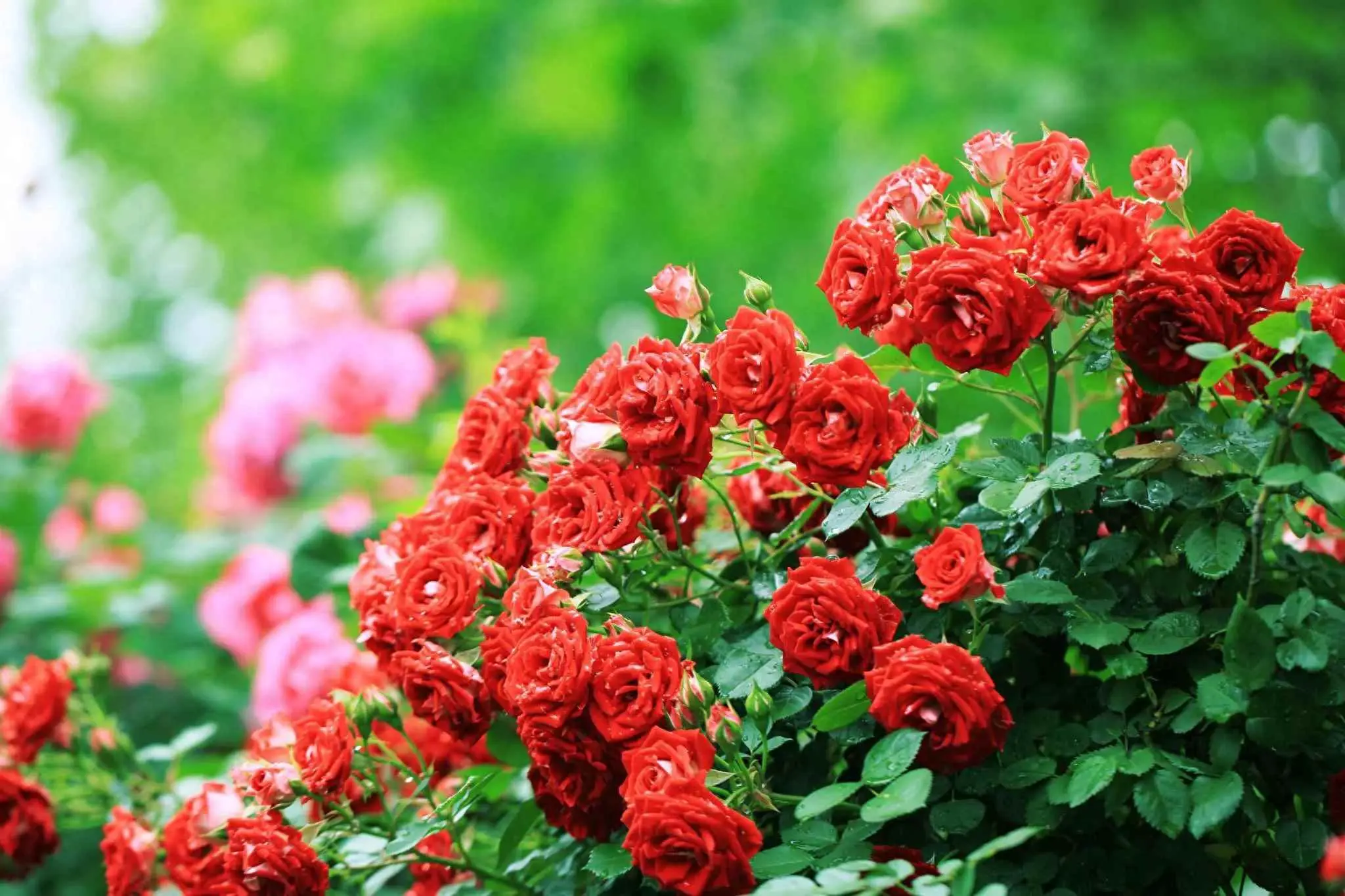 月季称为什么？每天认识一种花:月季