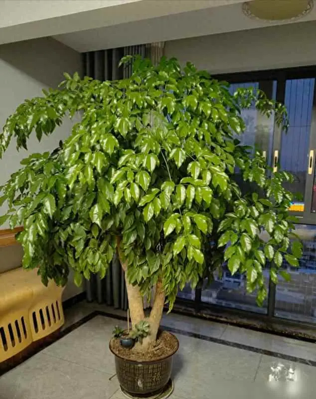 幸福树为什么停止生长？幸福树有3个“生长密码”