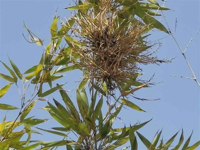 竹子为什么黄叶？竹子发黄枯萎，原来是得了丛枝病！