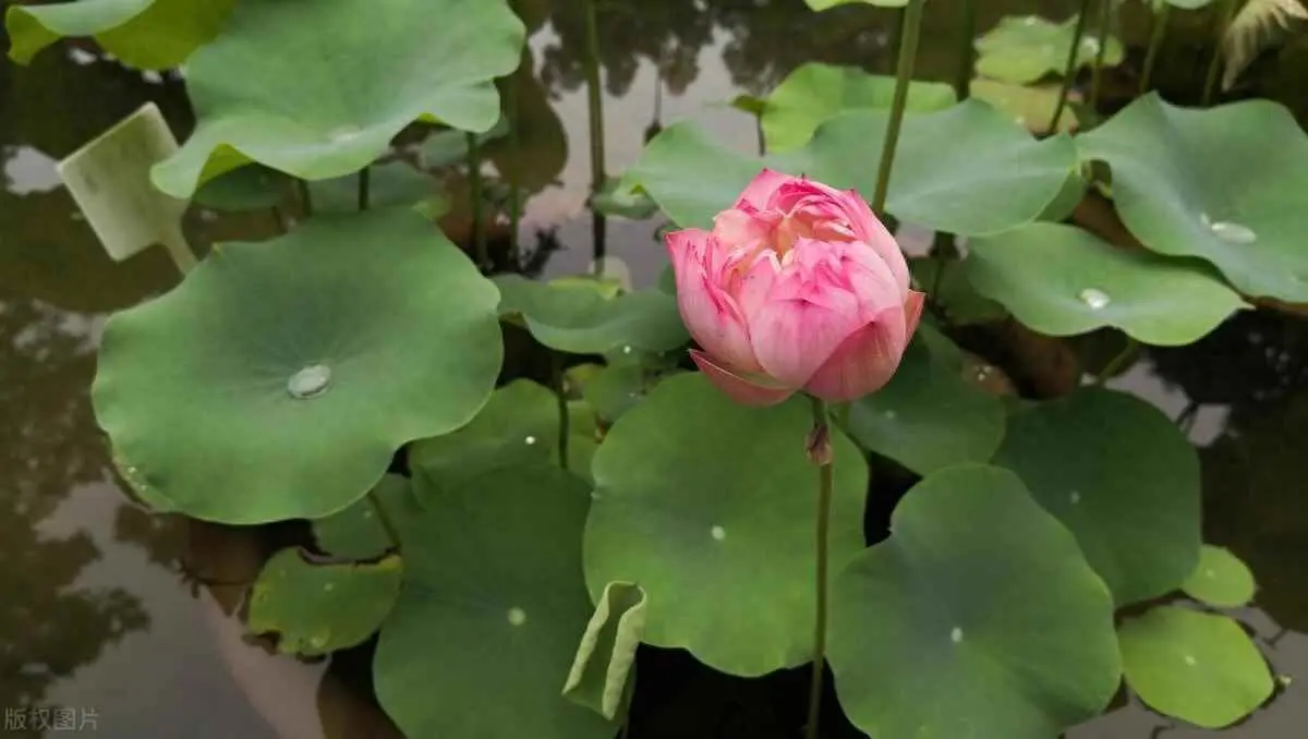 荷花为什么不开花的原因？荷花的技巧与花期详解