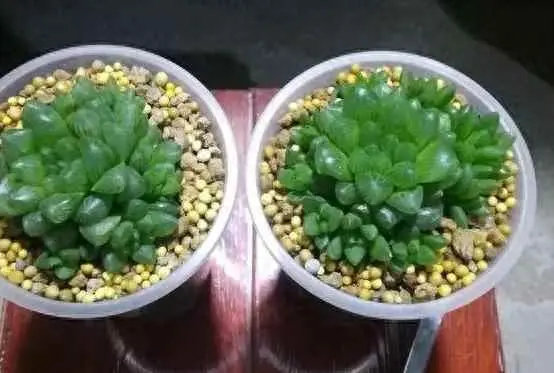 为什么多肉越长越瘦？多肉叶子干瘪怎么回事？