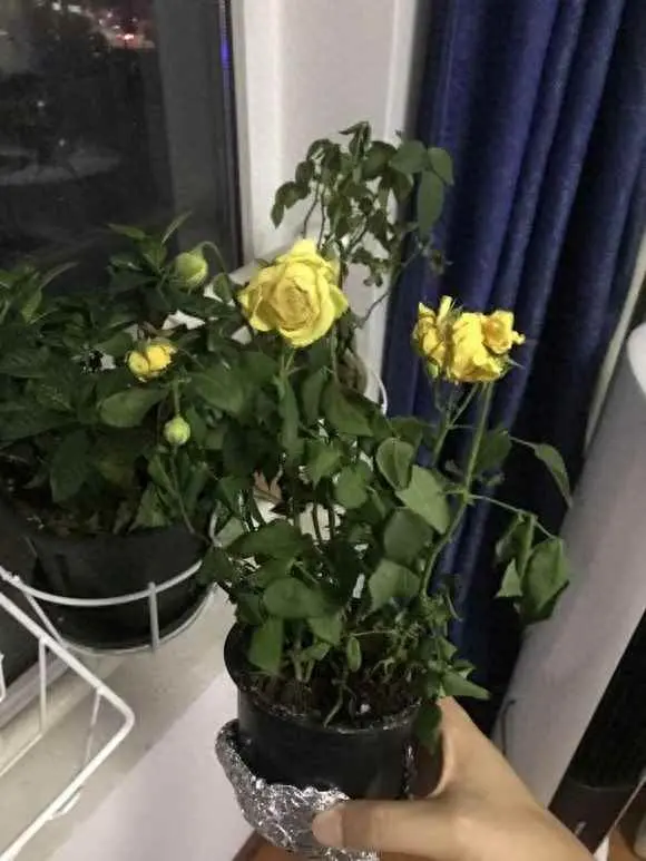 玫瑰花为什么蔫了？玫瑰花发蔫做好三个措施