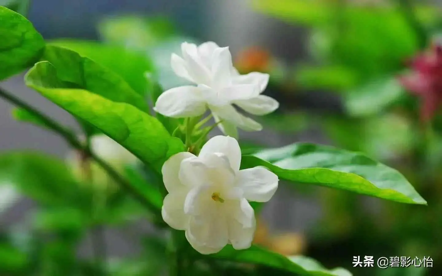 茉莉为什么徒长杆不开花？茉莉花徒长，只长叶子不开花