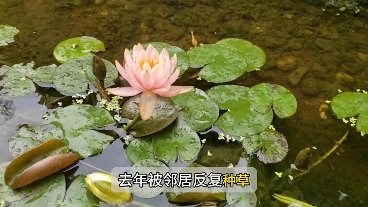 睡莲为什么发黄发黑？新手都能学会的睡莲养护方法