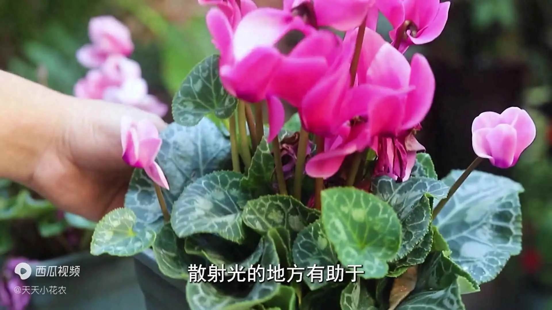 仙客来为什么黄叶了？仙客来有三大致命“弱点”