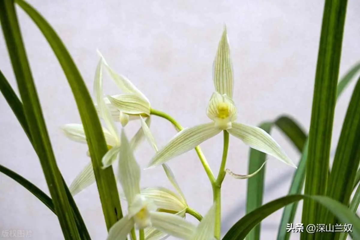 为什么花淋雨好？兰花能不能淋雨呢？