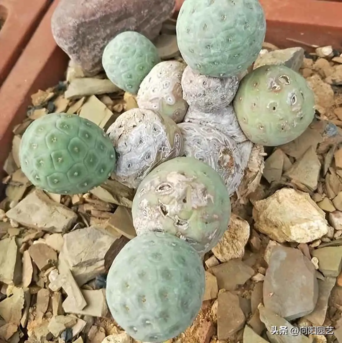 为什么要嫁接仙人球？嫁接的仙人球弊端有2个！