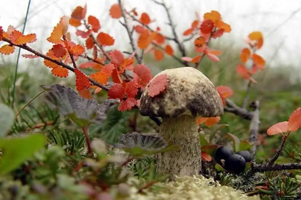 叶子为什么会不同？为什么树有不同的叶子？