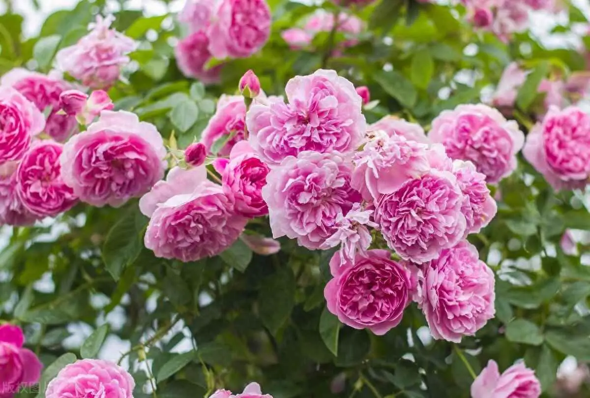 月季移植为什么黄叶？月季换盆后叶子发黄的原因