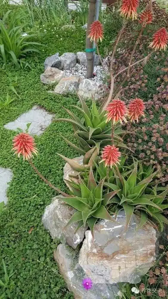 芦荟为什么蔫了？别人的芦荟是怎么养开花的？