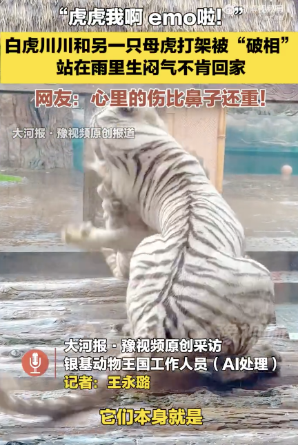 老虎打架破相站雨中生气不肯回家，网友：心里的伤比鼻子还重！
