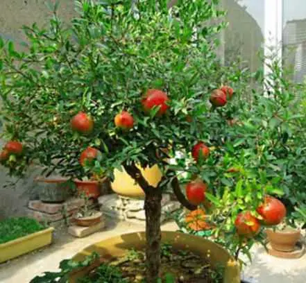 为什么石榴树不开花不结果？盆栽石榴不结果告诉你“原因”