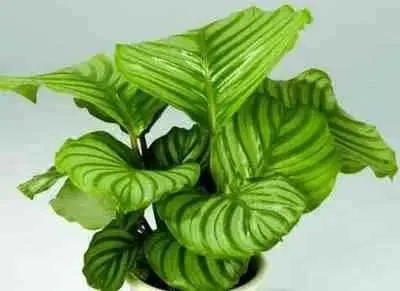 青苹果花叶柄为什么短？青苹果竹芋，观叶植物