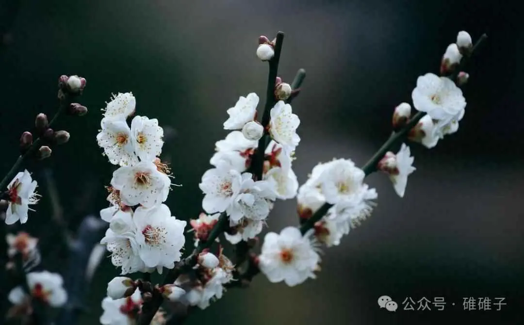 梅花为什么不怕冻？9种耐寒花，-20度冻不死的花！