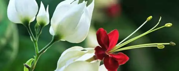 龙吐珠为什么黄叶子？龙吐珠花叶黄了怎么办