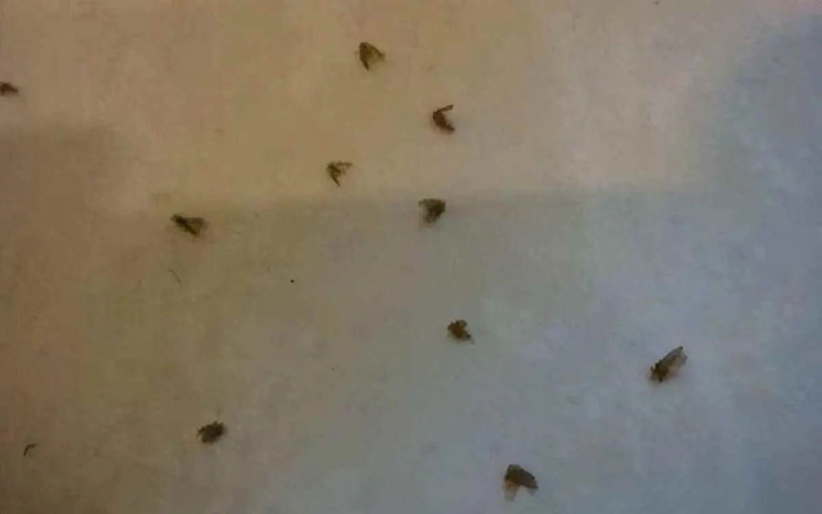 为什么浴室会长蛆怎么办？卫生间老是有虫子