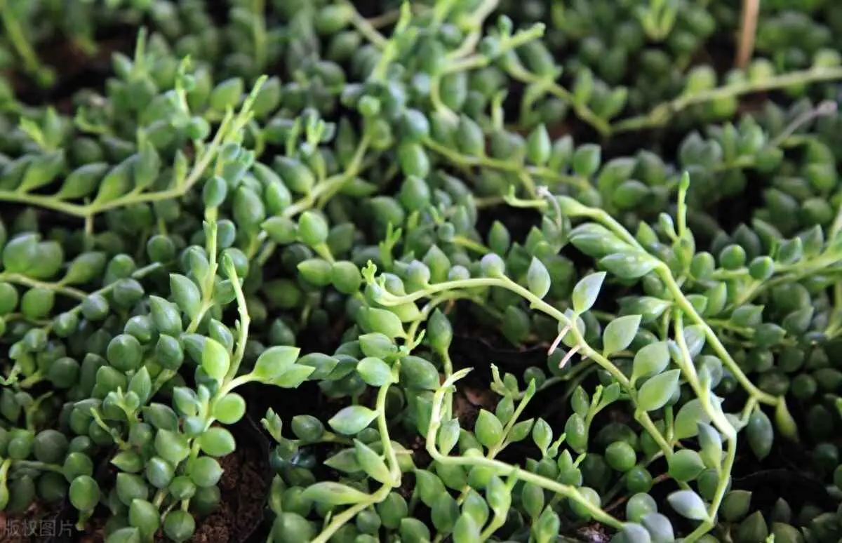 多肉佛珠为什么珠子小？多肉佛珠的养法