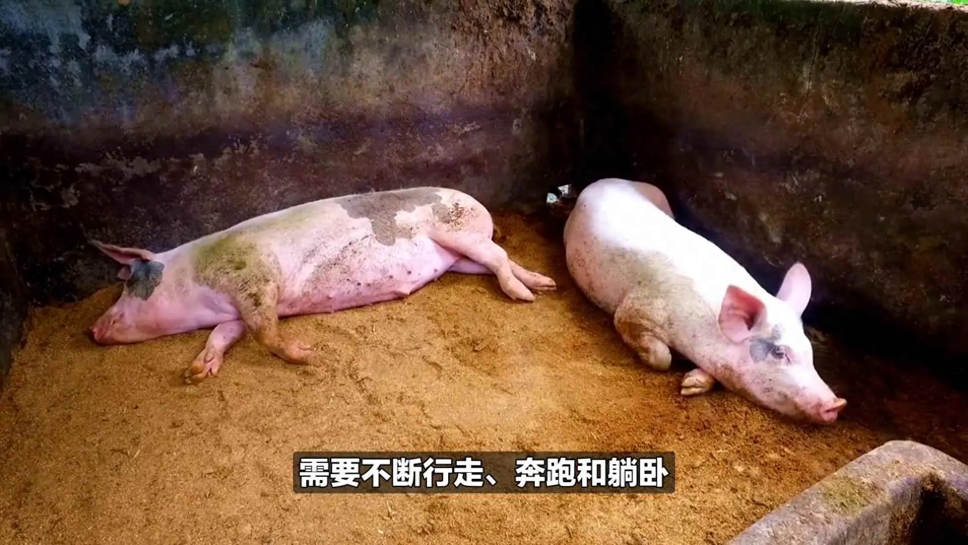 白水泥为什么不做地面？养猪为什么不能用水泥地面