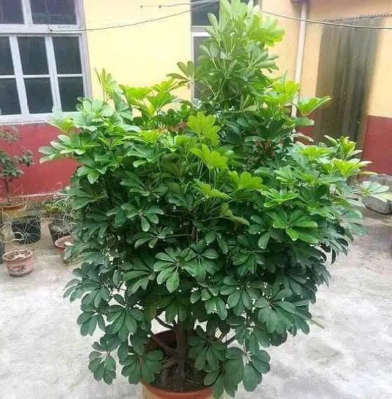 招财树为什么叶子打蔫？养“招财树”掌握“要领”