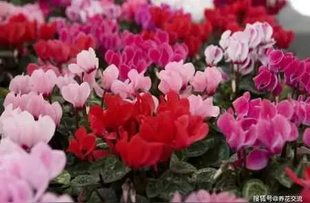 仙客来幼苗为什么不长？仙客来的养殖经验总结 !