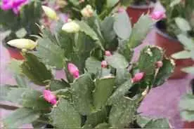 为什么蟹爪兰烂根？蟹爪兰烂根处理及预防