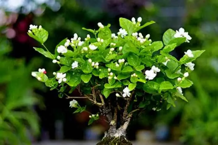 茉莉为什么叶子干了？夏日茉莉三大养护误区