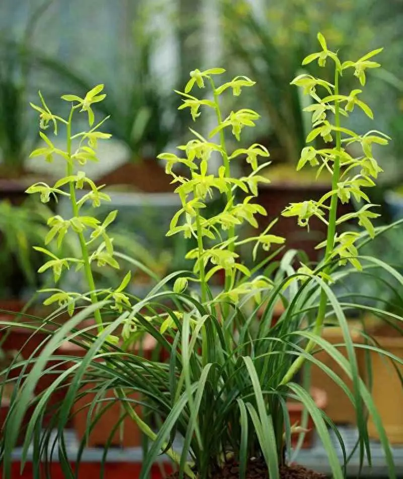 蕙兰为什么不爱开花？蕙兰不开花的原因剖析