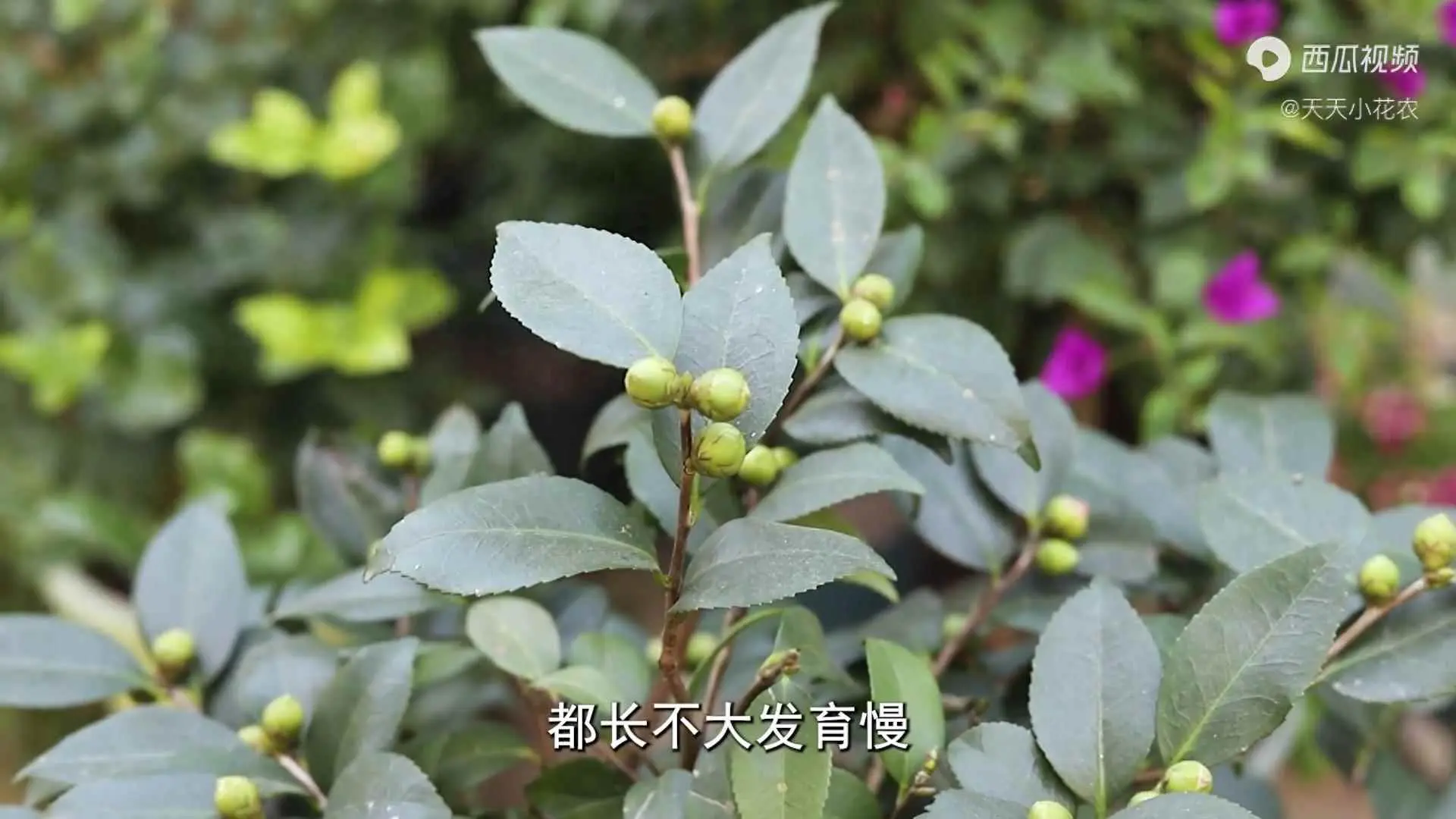 茶花为什么生长慢？茶花的花苞长势慢、长不大？