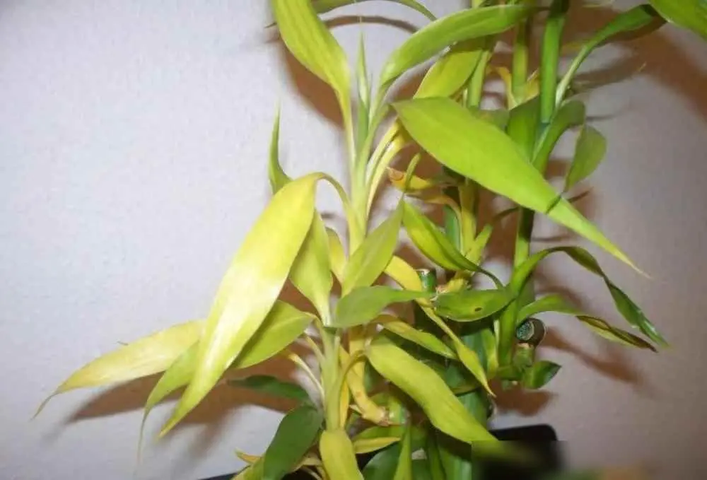 富贵竹为什么黄叶掉叶？富贵竹烂根又黄叶？