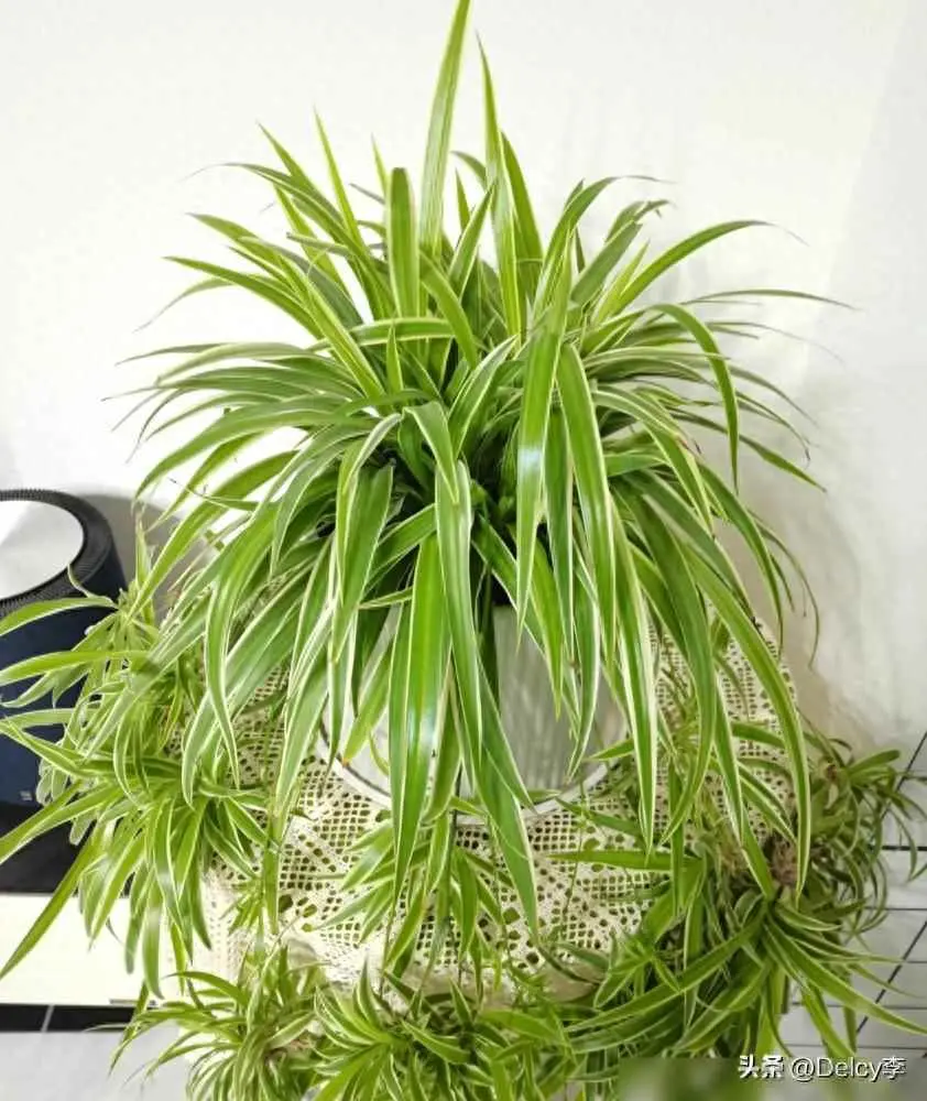 吊兰为什么会长小吊兰？养吊兰最简单的小方法