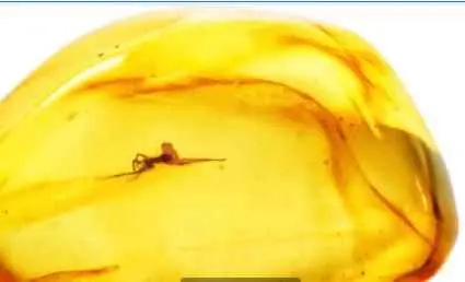 蜜蜡为什么有中药味？文玩中的贵族——蜜蜡